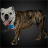 Blue LED Dog Bone Pet Safety Lights - SKU NO: 11658-BL