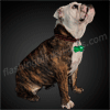 Green LED Dog Bone Pet Safety Lights - SKU NO: 11658-GN
