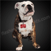 Red LED Dog Bone Pet Safety Lights - SKU NO: 11658-RD